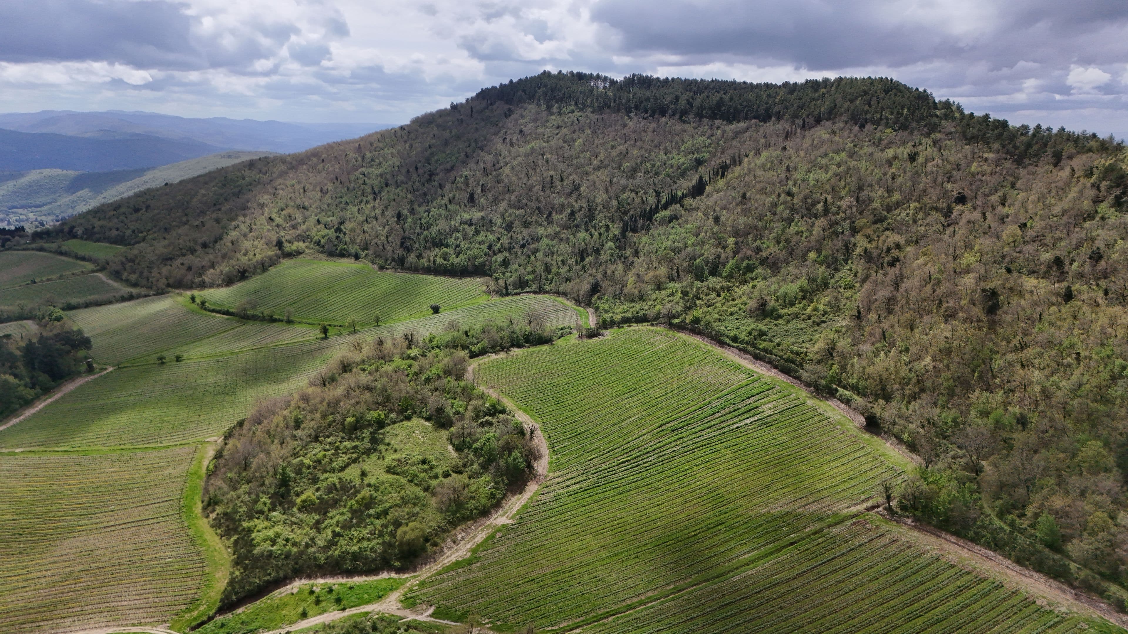 Vigneti ai piedi di una collina coperta di boschi